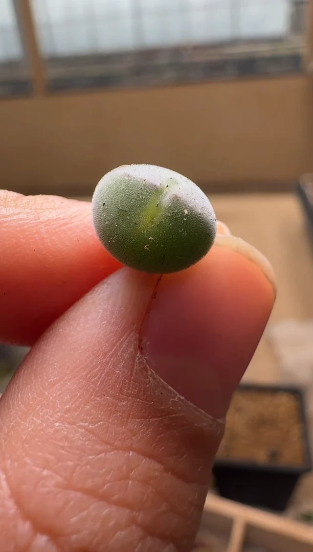 【闪购商品】1/21-174