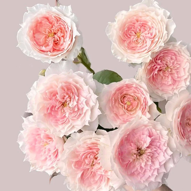 天狼月季  2.5/2.8升盆庭院阳台地栽丰花灌木月季花易栽种易养护