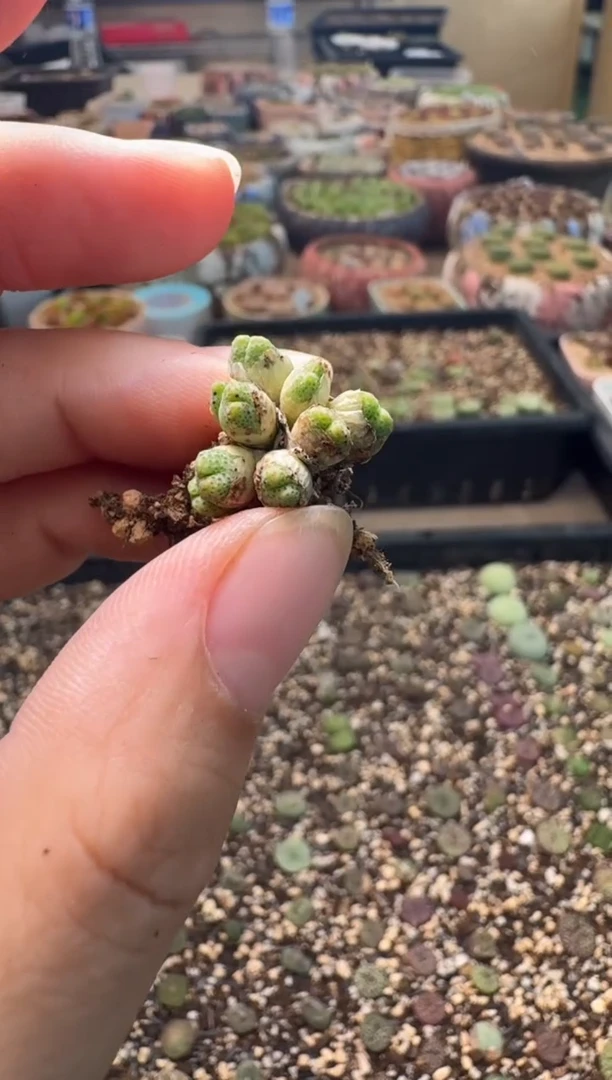 7-186多肉植物肉锥