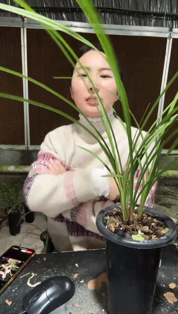 无花朵心心相印2苗带花苞