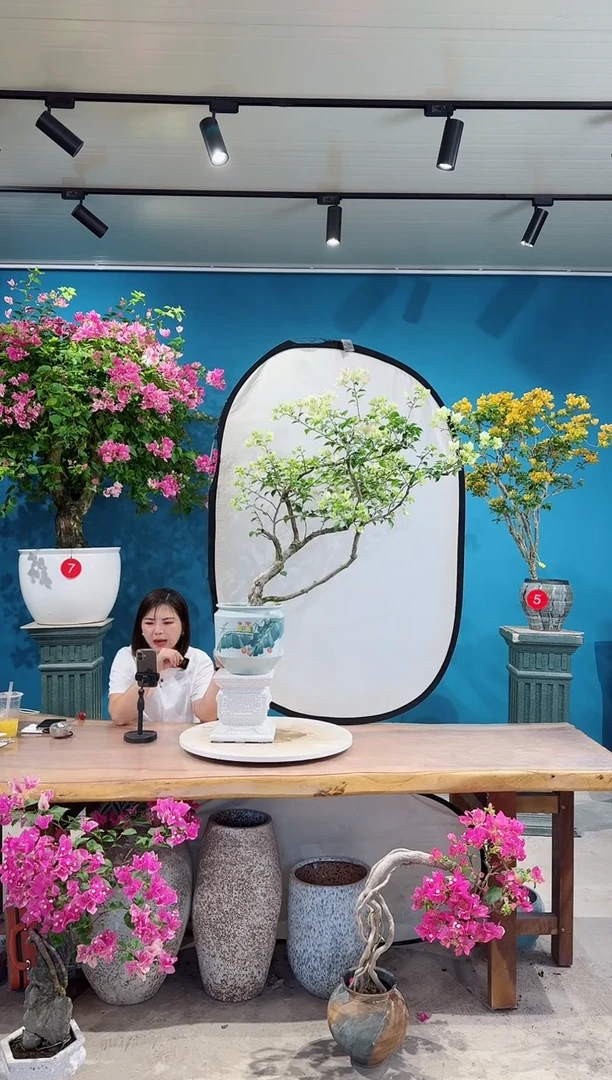 全部花朵绿樱三角梅