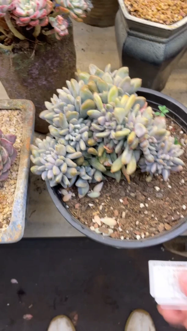 【闪购商品】191缀