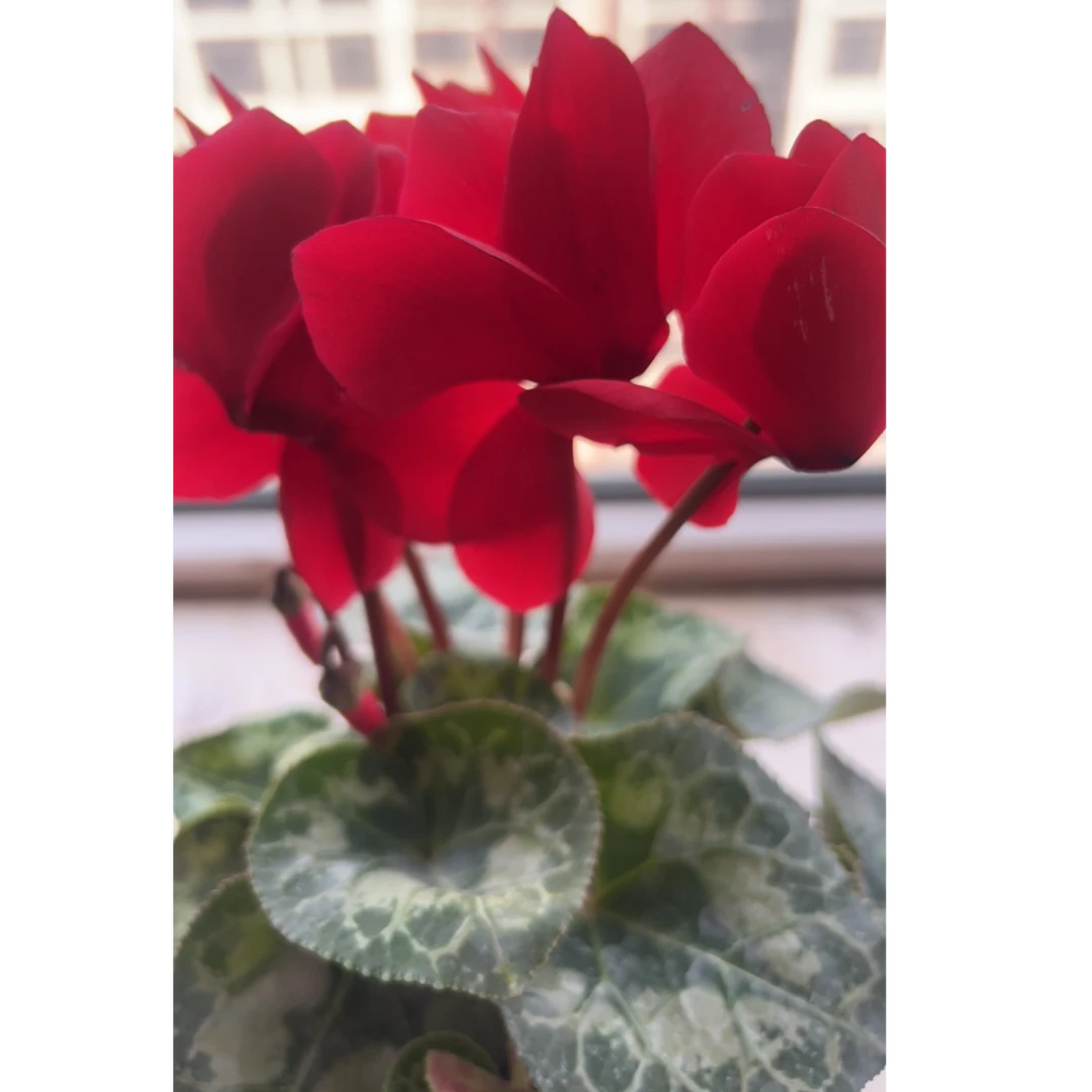 大花仙客来室内高端观赏花卉带花带花苞