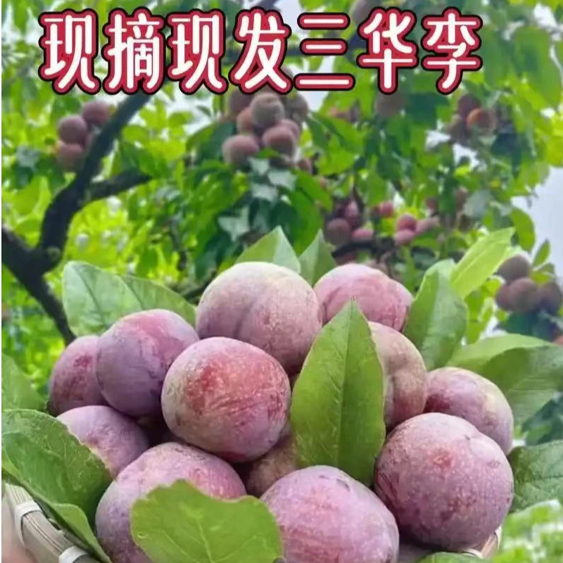 广东茂名信宜钱排银妃三华李红心李现摘现发顺丰包邮