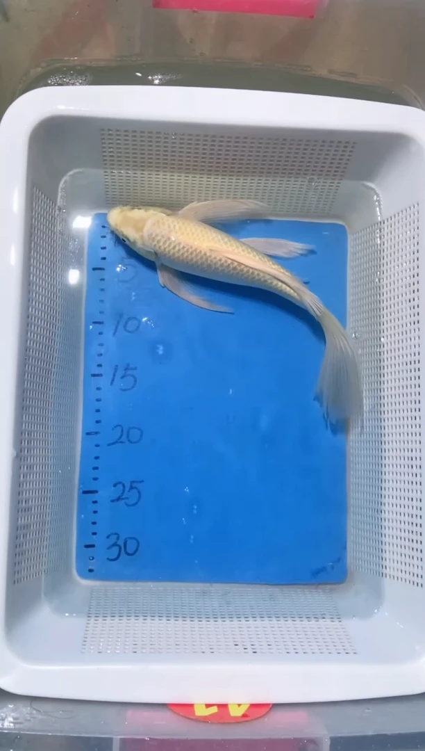锦鲤锦鲤蝴蝶鲤鱼拍开箱视频包售后
