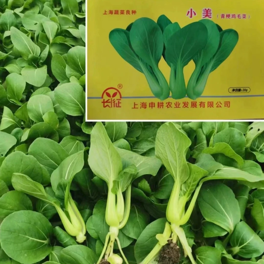 鸡毛菜种子上海青油菜种籽青菜速生小白菜种子口感嫩四季盆栽春季