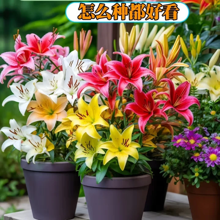 香水百合种球花卉盆栽四季开花室内外阳台多头百合耐寒植物好批发