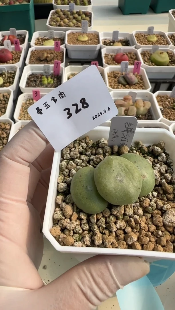 【闪购商品】3.9-328Vagus