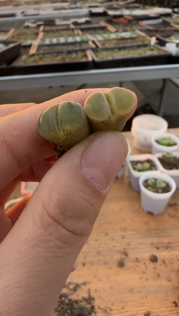 【闪购商品】9-445