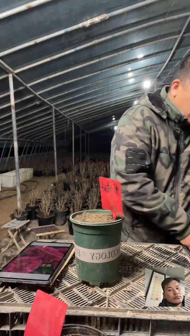 以实际为准芍药原盆原土发货