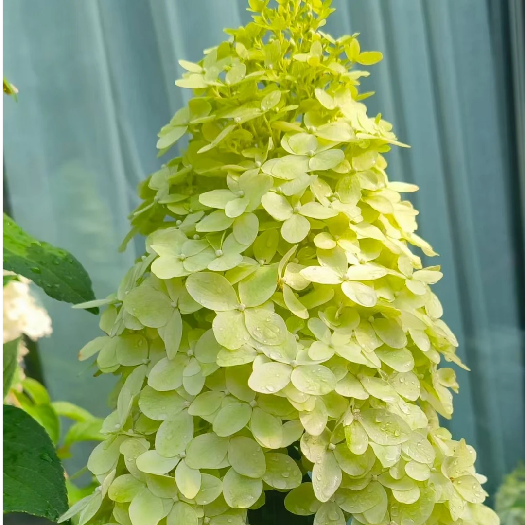 夏日美人 圆锥绣球 初开绿色后期会变白/粉 2加（玻璃）生花苞发货