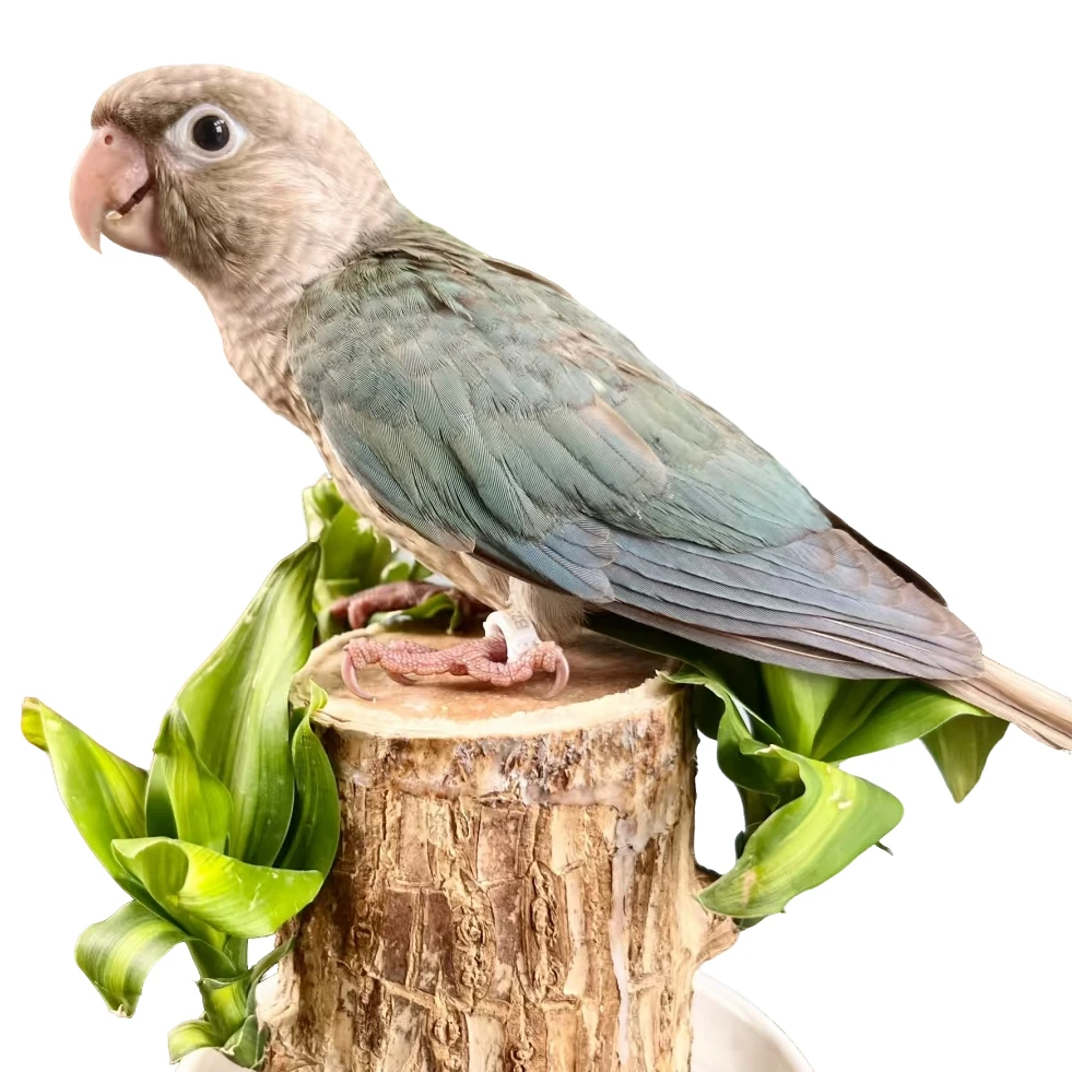 亲人手养可手养小太凤里黄边肉贵绿佳直播间专拍粮食套餐