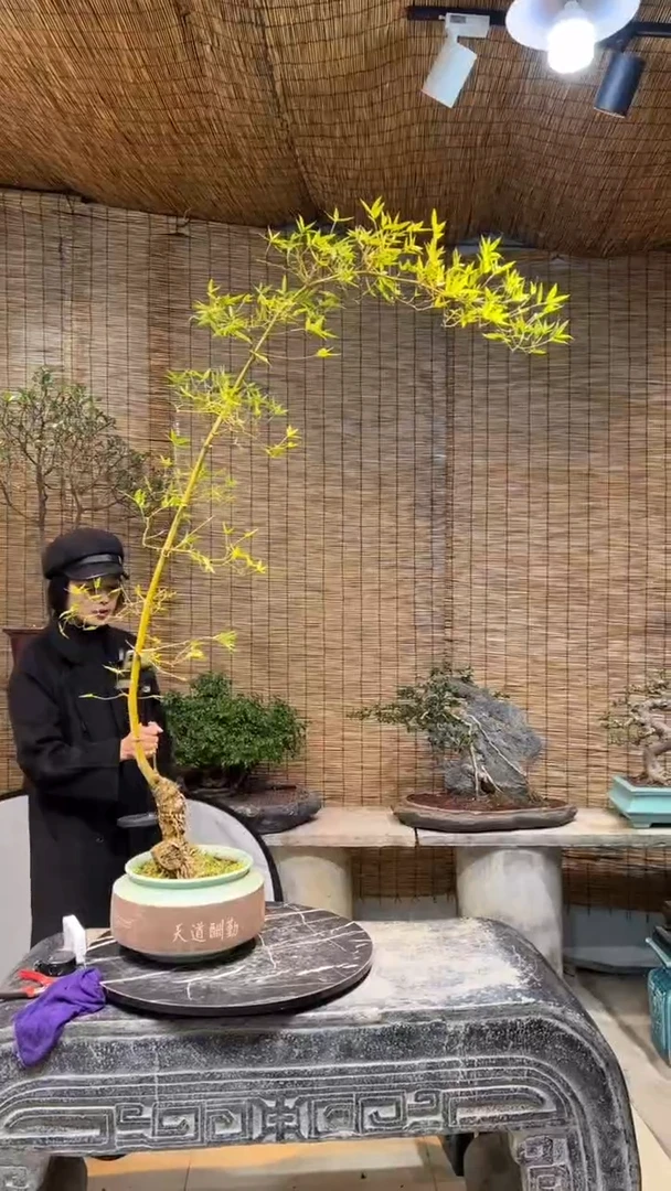 【闪购商品】小叶簕竹