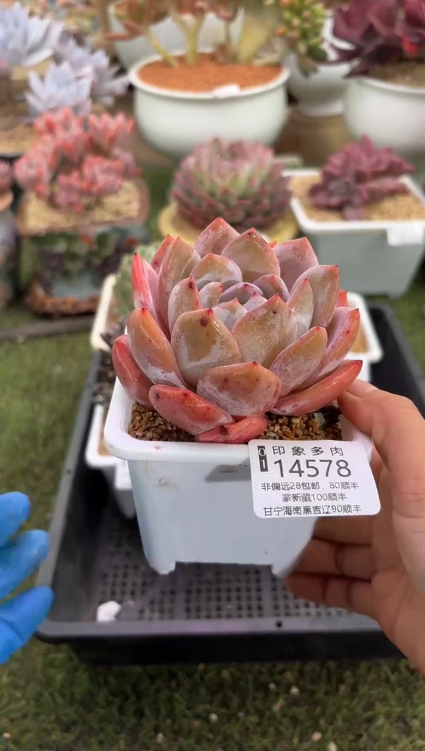 【闪购商品】14578