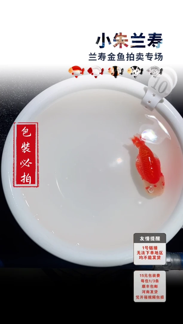 金鱼包装必拍未拍顺丰到付10号