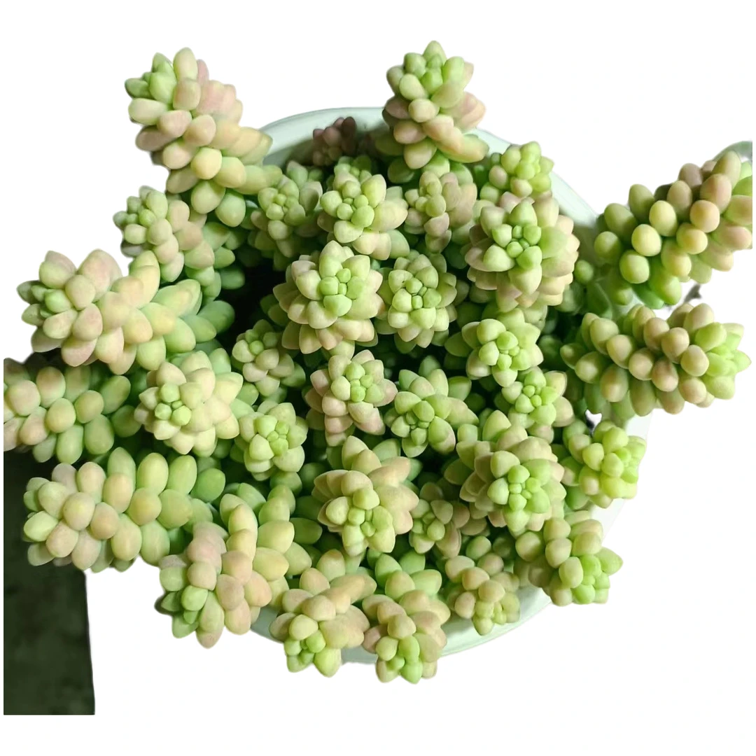 云南高山多肉彩虹玉坠带盆 发货多肉绿植满15包邮