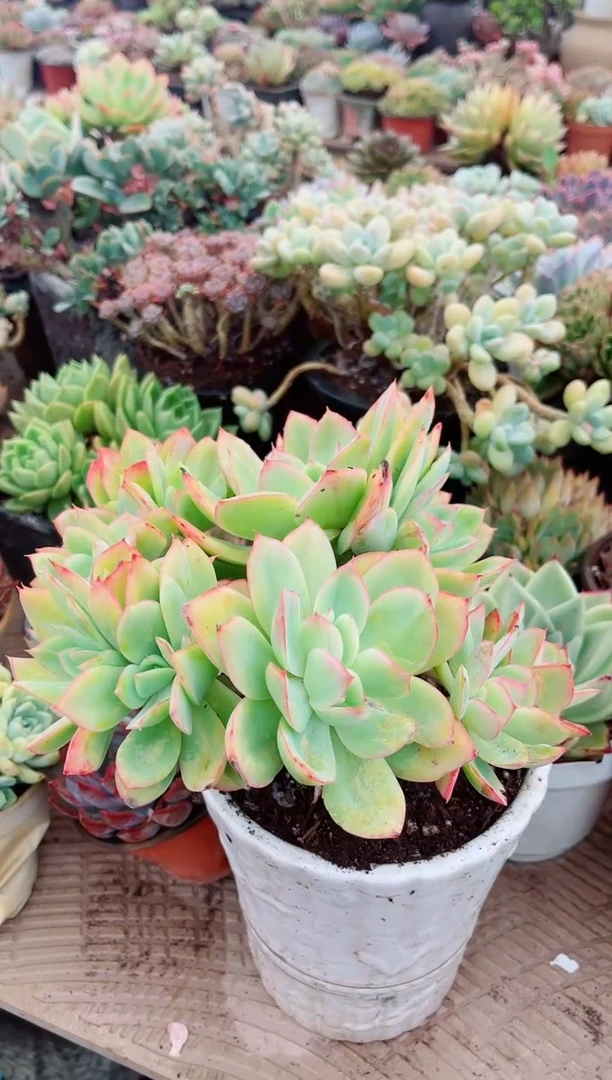 平**活多肉植物一物一拍09144
