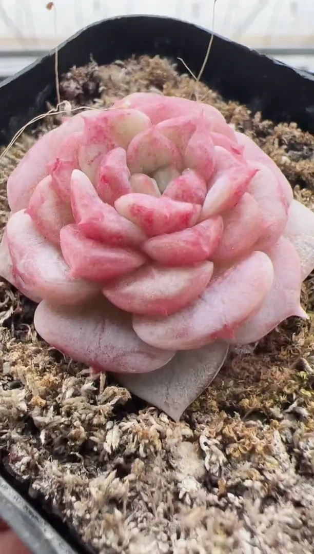 【闪购商品】新款多肉-76