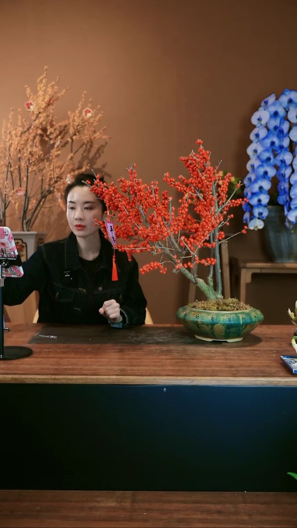 【闪购商品】盆景冬青