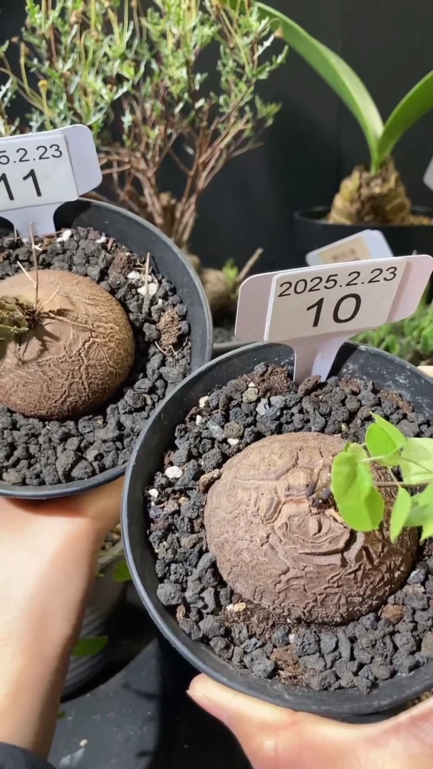 【闪购商品】南非龟甲龙2.23.10和11