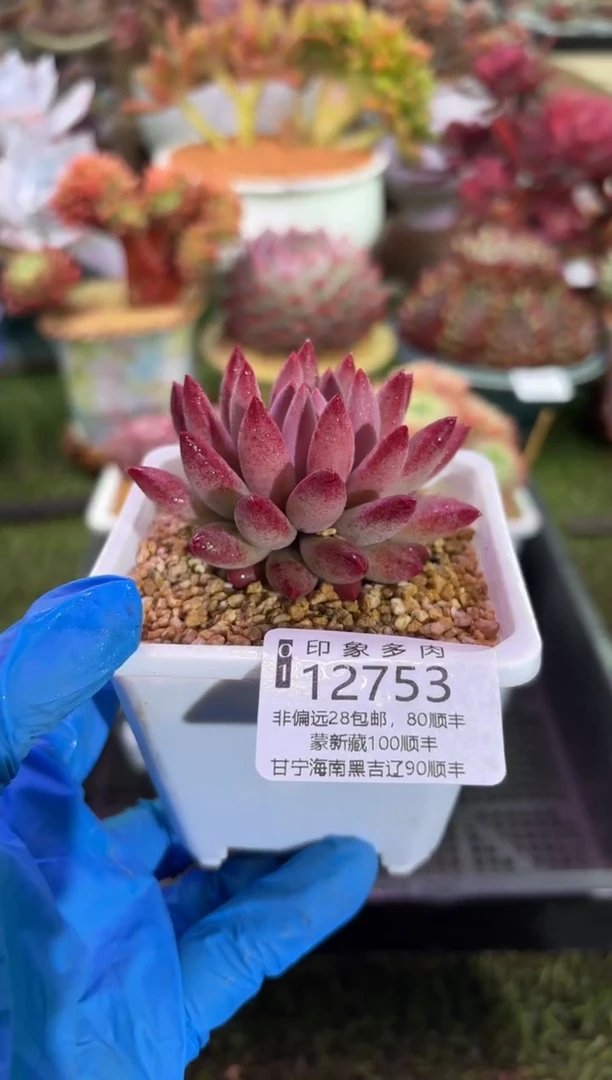 【闪购商品】12753