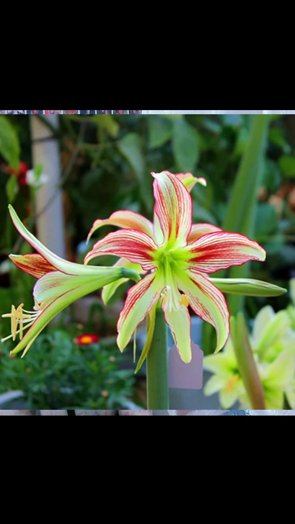 朱顶红小奇4厘米