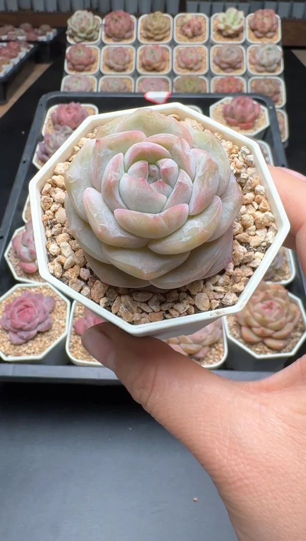 【闪购商品】070A号一物一拍多肉花卉植物拍3颗起发