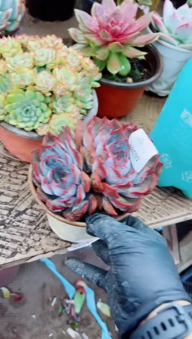 苹*树08099多肉植物一物一拍