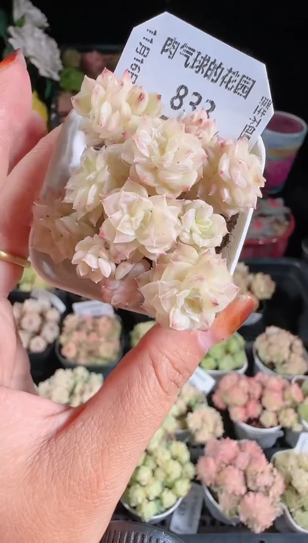 1116-833群生不包整