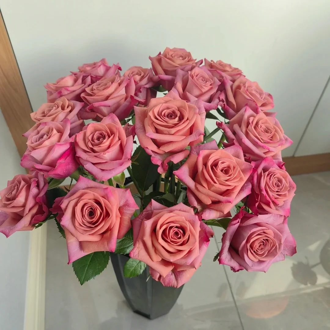 惠惠的花园切花月季调香师复古色大花耐热花期长阳台庭院网红植物