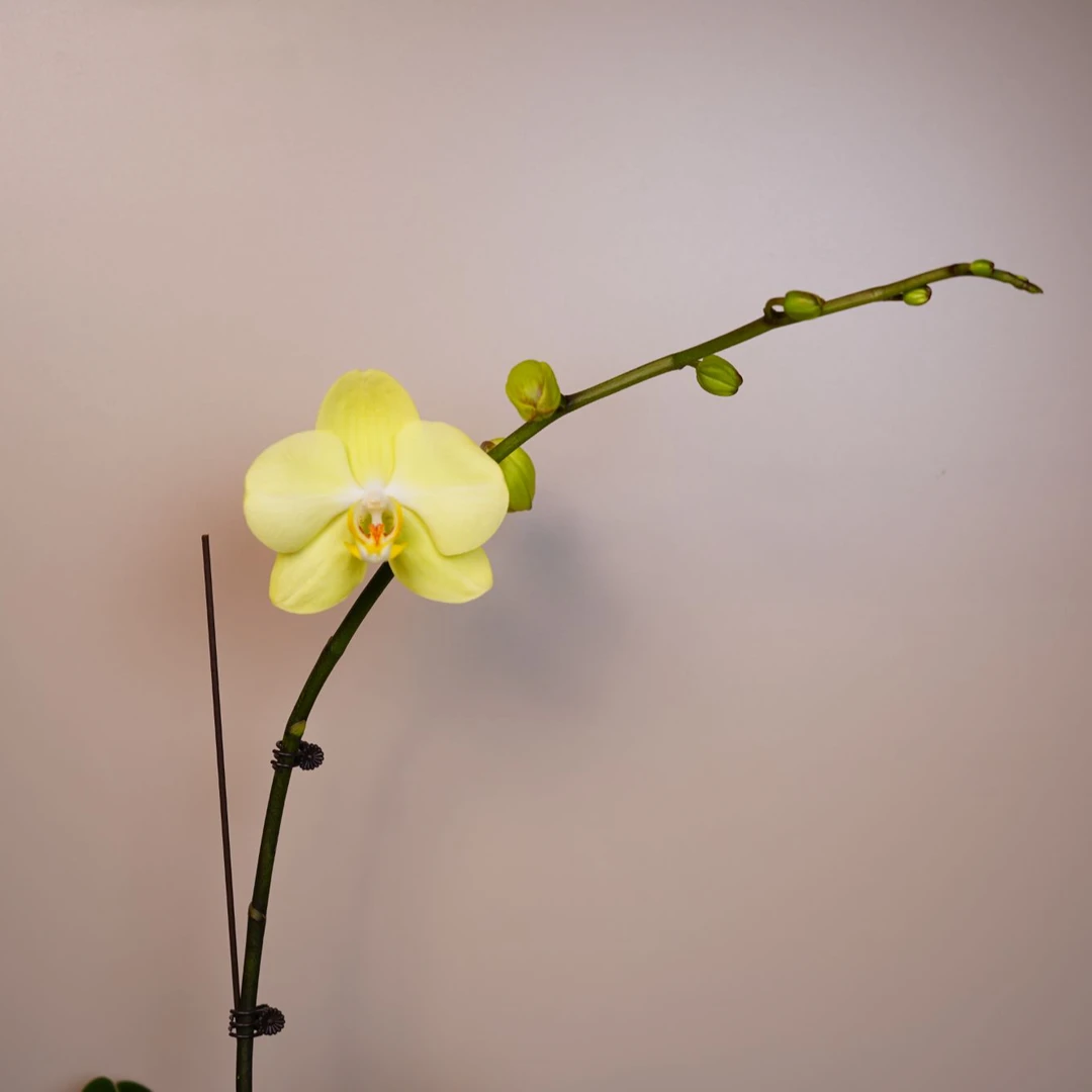 《明兰基地》蝴蝶兰（神话）带花带花苞开花珠发货