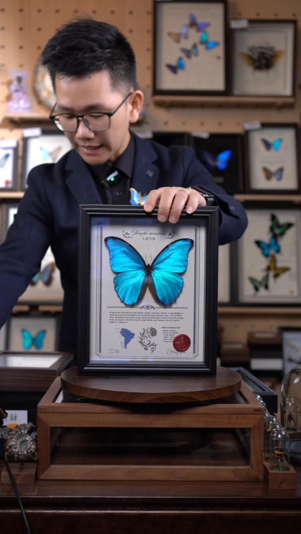 大蓝闪蝶10寸竖豪华款带证书