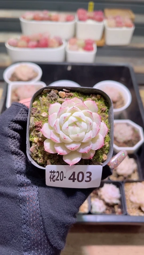 【闪购商品】20-403女王