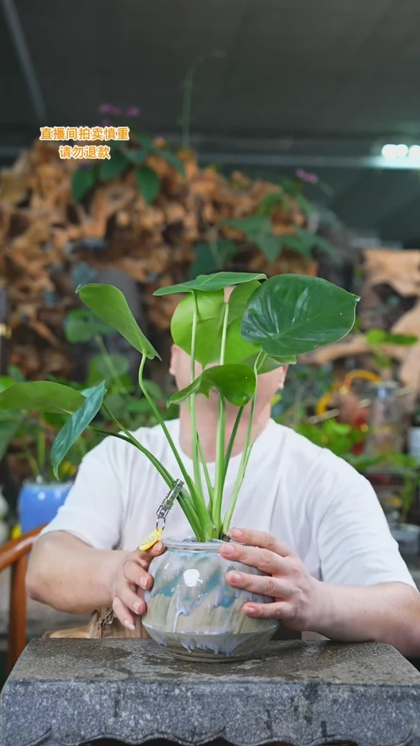 当前无花栽培后可以开花龟背竹瓷器瓶258T