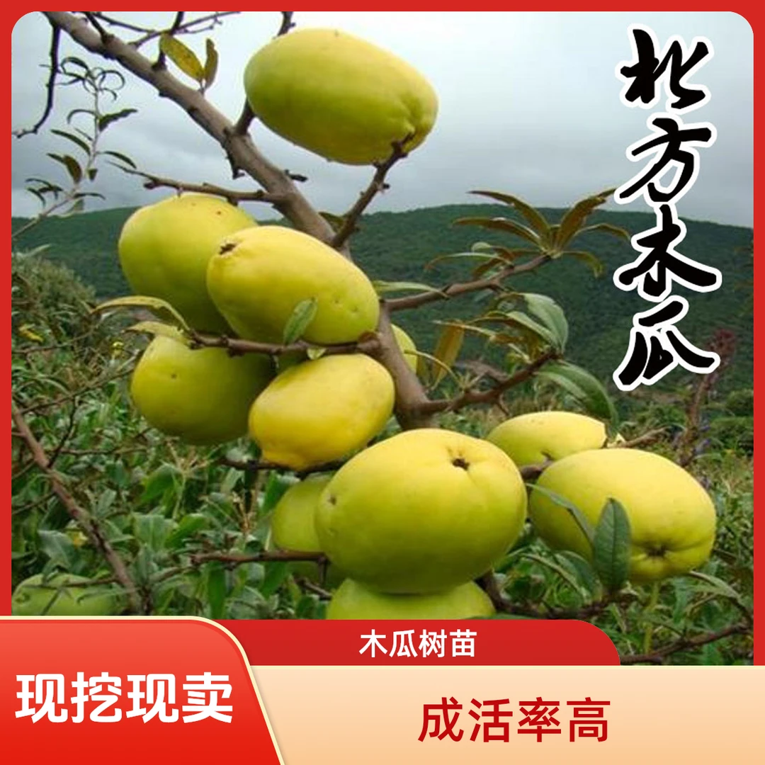 栽种木瓜树苗天香光皮宣木瓜树泡酒木瓜果苗南方北方种植果树果苗