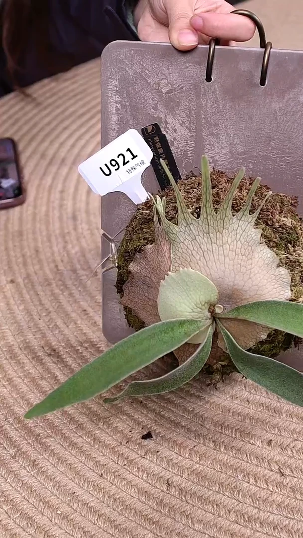 不开花植物U921-野银101孢子苗