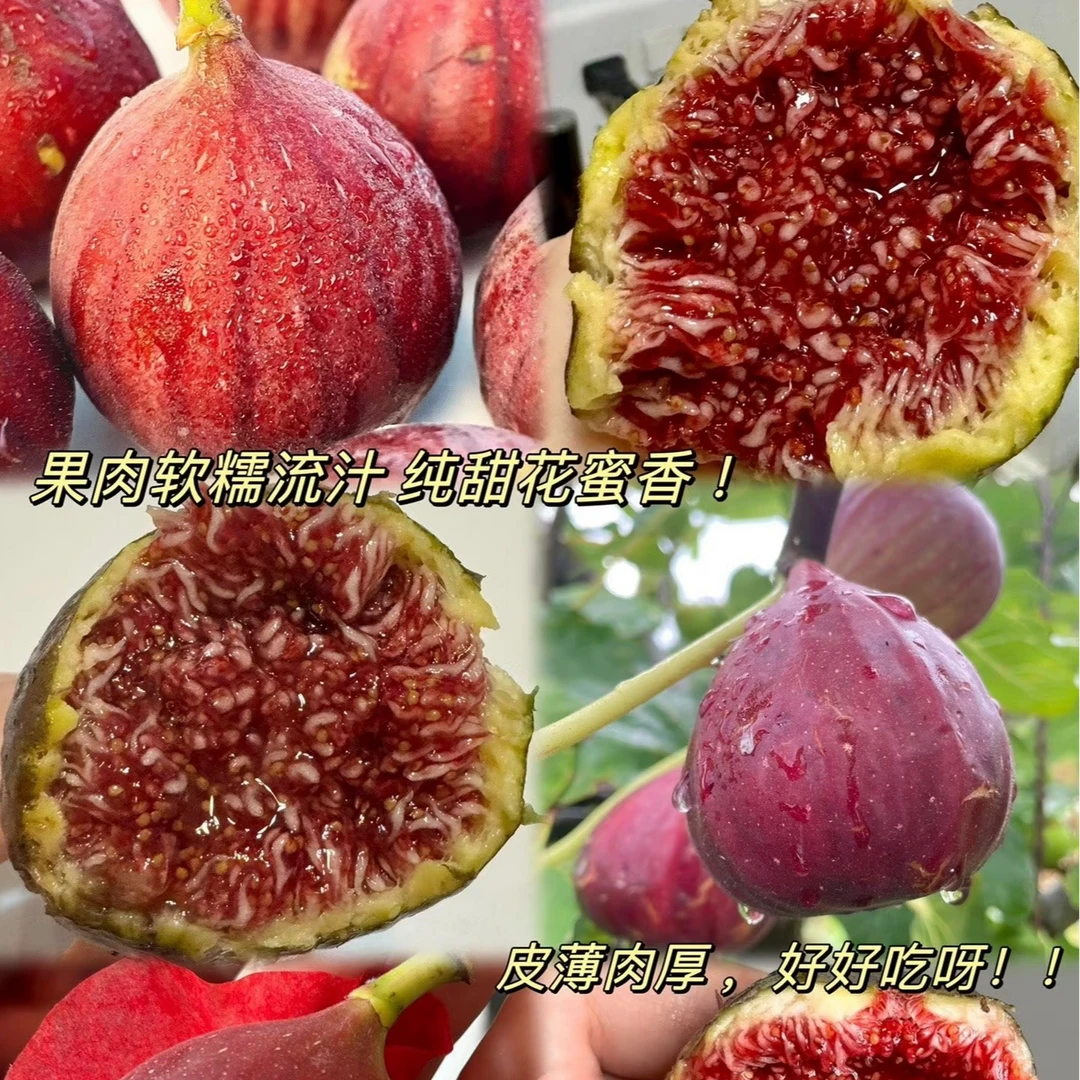 对版无花果树苗原盆原土发货