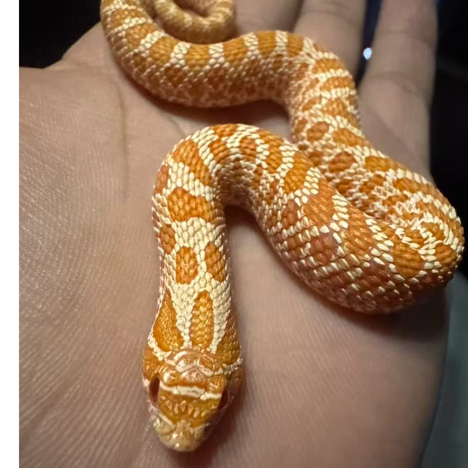 胖墩小猪鼻，玩具