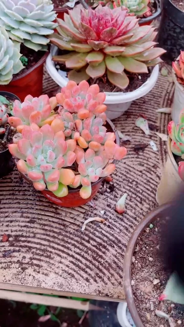 P**G跃跃精品多肉18122