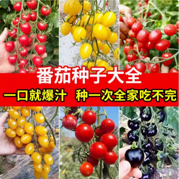 【满5包包邮】番茄种子大全大西红柿老品种千禧矮生樱桃小番茄种孑