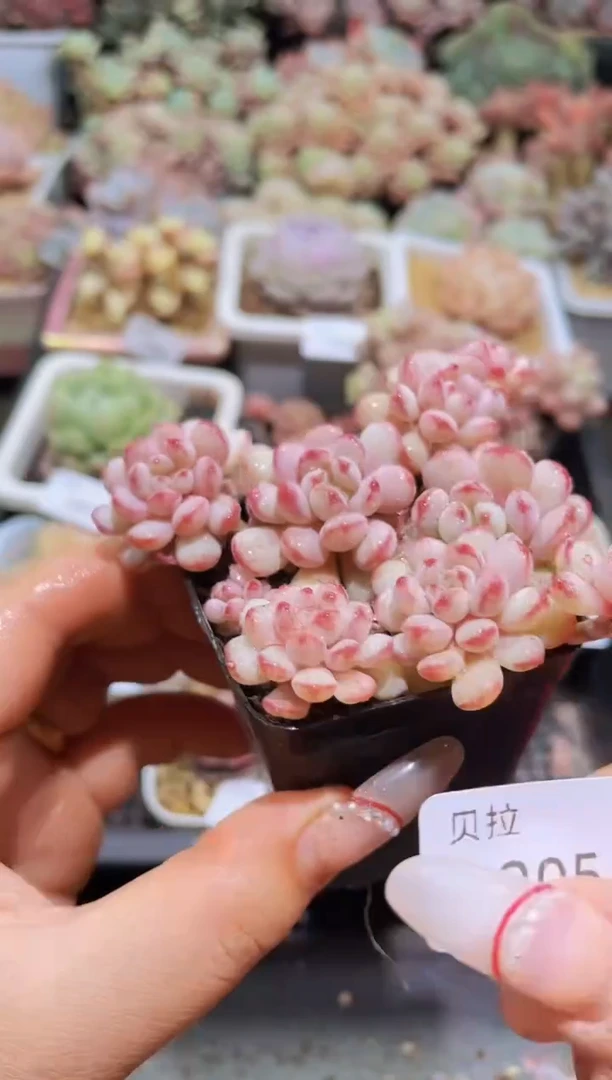 【闪购商品】205小红蛋带盆土