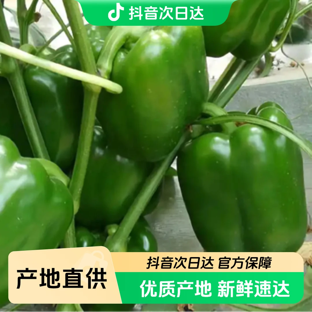 【青椒1.5斤➕尖椒1.5斤】北京本地菜辣椒同城送