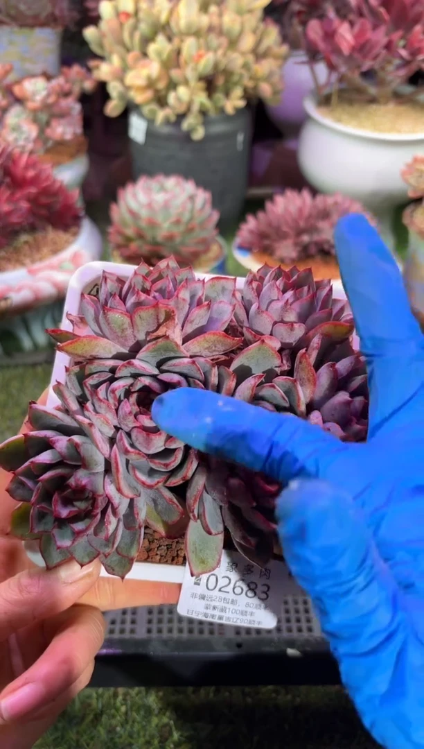 【闪购商品】02683