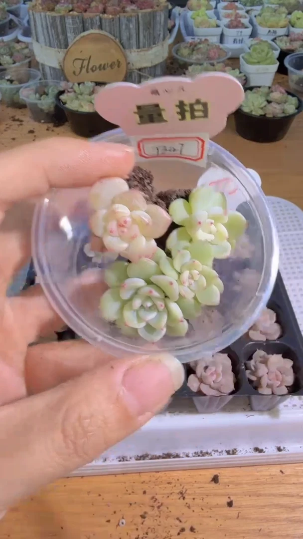 t347 单双混 3颗量拍混发 满9.9包邮