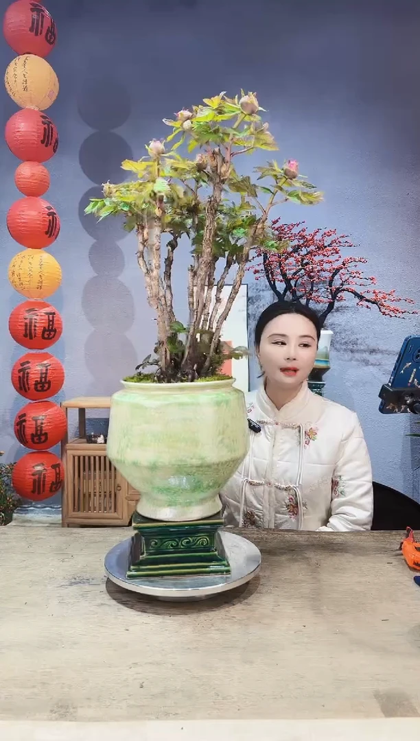 【闪购商品】盆景牡丹（粉色）