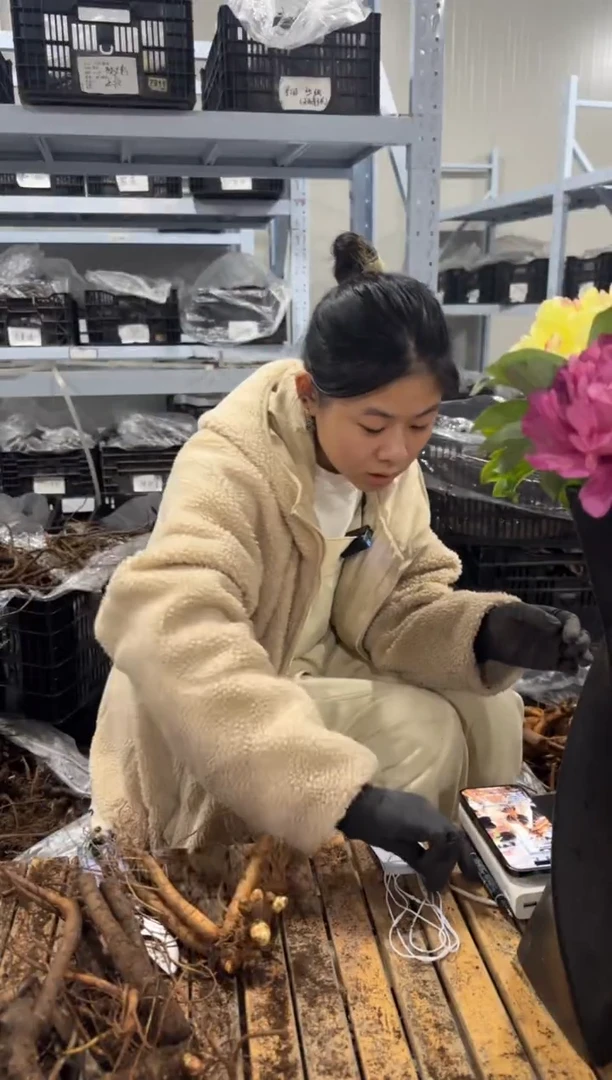 牡***刘 牡丹芍药刘   280路易斯的选择