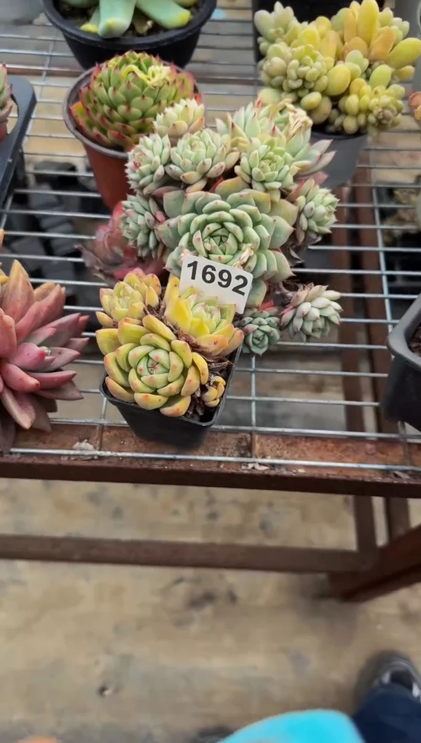 【闪购商品】1692香槟