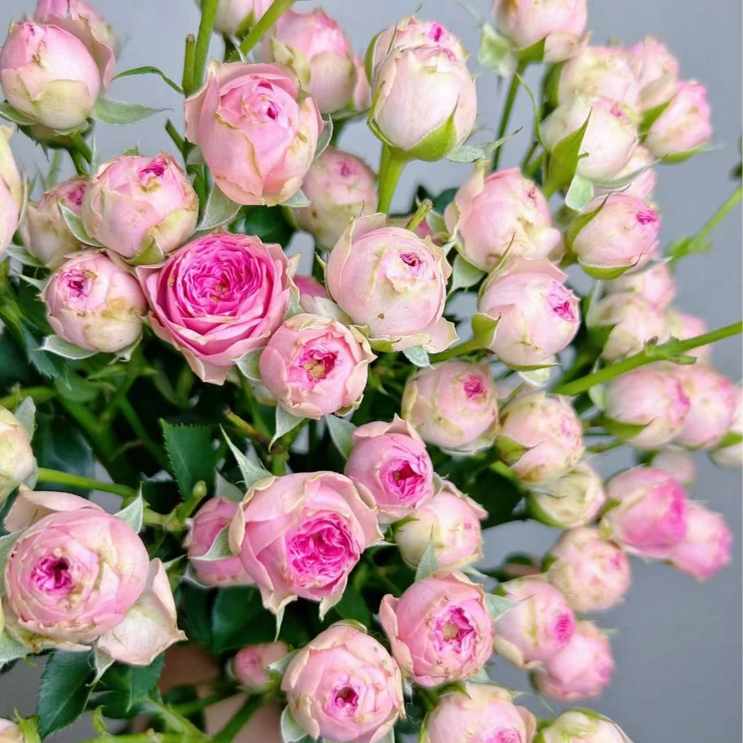 基地狄安娜多头玫瑰鲜花基地直发1单顺丰再送保鲜剂