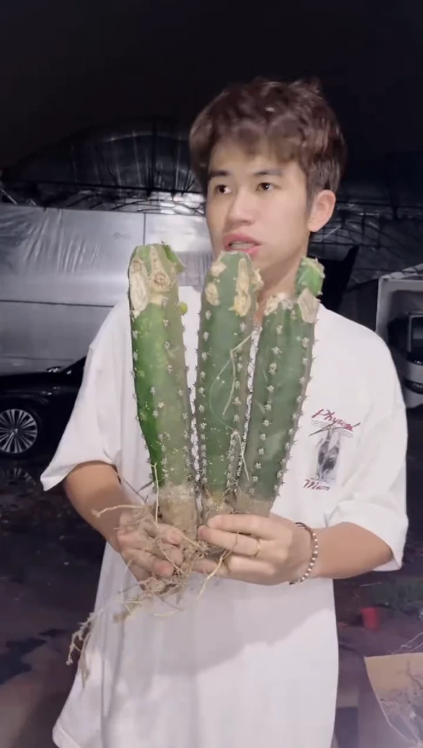 3颗 母本秀普柱【不指定带侧芽】