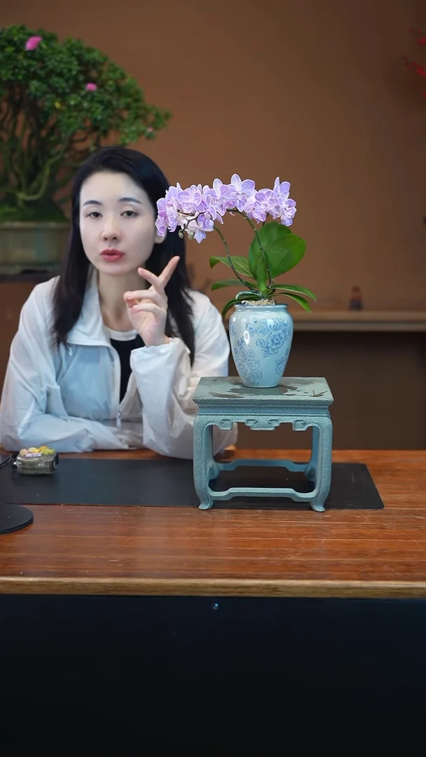 全部花朵蝴蝶兰盆景盆景盆景